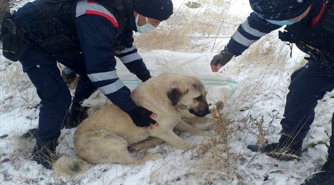 Elazığ'da jandarmadan yaralı köpeğe yardım eli