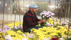 Filistinli Mümin, nadir çiçek türleri üreterek İsrail'in bu alandaki tekeliyle mücadele ediyor