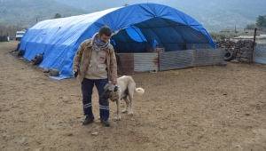 Gaziantep'te dişi köpek kendi yavrularının yanı sıra bir kuzuya da annelik ediyor