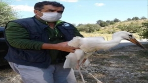 Kastamonu'da geçen yıl 79 yaban hayvanı tedavi edildi