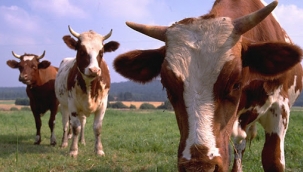 Kayseri'de büyükbaş hayvan dolandırıcılığı davası