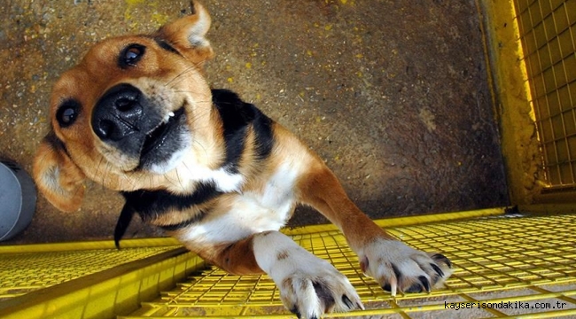 Kayseri Son Dakika: Köpek kavgası nedeniyle akrabasını silahla yaralayan sanığa 8 yıl 1 ay hapis