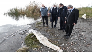 Köyceğiz sahilinde yaklaşık 2 metrelik ölü yayın balığı kıyıya vurdu