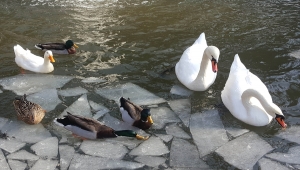 Kuğulu Park'ın buz tutan havuzu temizlendi