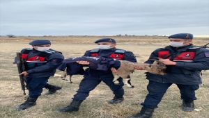 Mersin'de jandarmanın bulduğu yaban keçisi yavrusu doğaya salınacak