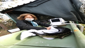 Nesli yok olma tehdidi altındaki Mersin balığı özel havuzlarda yetiştiriliyor