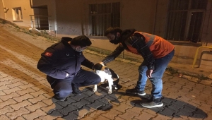 Ordu'da eziyet edildiği öne sürülen sokak köpeğini belediye başkanı sahiplendi