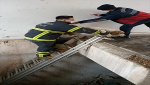 Osmaniye'de asansör boşluğuna düşen köpeği itfaiye kurtardı 