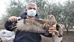 Osmaniye'de yol kenarında yaralı bulunan kızıl şahin tedavi altına alındı