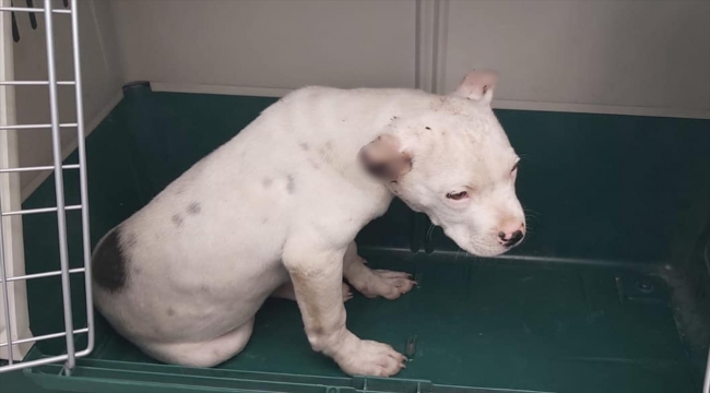 "Pitbull" cinsi köpeğin kulaklarını kestiği iddia edilen sahibine para cezası