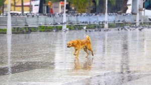 Sakarya ve Bolu'da sağanak etkili oluyor