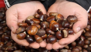 Sinop'ta kurak geçen mevsim kestane rekoltesini olumsuz etkiledi