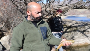 Tunceli'de elektrikle avcılık çok sayıda balığın ölmesine neden oldu