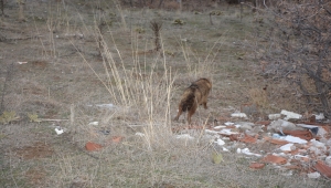 Uşak'ta otomobilin çarptığı tilki tedavisinin ardından doğaya bırakıldı
