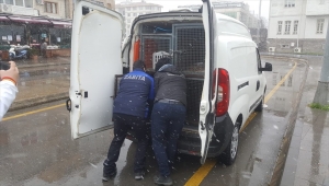 Yalova'da zabıta, görev yerinde üşümüş halde bulduğu köpeği bakım merkezine götürdü
