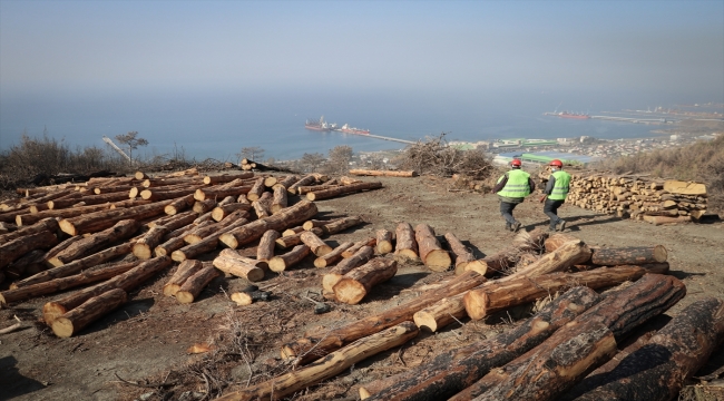 Yanan ormanlar tahtacıların zorlu mesaisiyle ağaçlandırma için hazırlanıyor