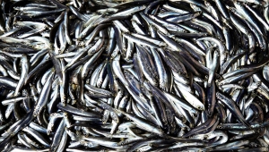 Yasaklı alan dışında kalan İğneada'da hamsi bereketi balıkçının yüzünü güldürdü 