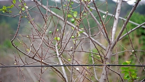 "Zemheri"de erik ağacı meyve verdi