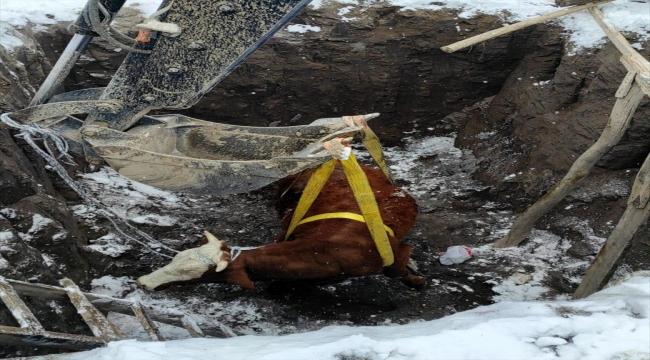 Aksaray'da foseptik çukuruna düşen inek AFAD ekiplerince kurtarıldı