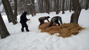 Aladağ Yaylası'nda bir metre karda yaşam mücadelesi veren yabani hayvanlara yem bırakıldı