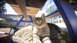 Antalya'da hayata geçirilen "kedi apartmanı" ile sokak kedileri güvende olacak