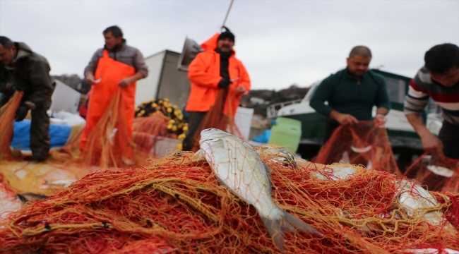 Batı Karadenizli balıkçıların yüzünü sarıkanat güldürdü