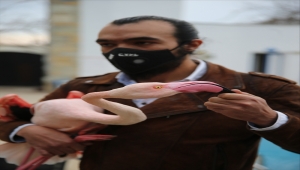 Bodrum'da otelin bahçesine düşen yaralı flamingoya işletmenin yetkilileri sahip çıktı