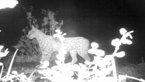 "Doğanın bekçilerinin" kaçak avcılıkla mücadelesi yaban hayatı popülasyonunu artırdı