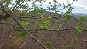 Giresun Ziraat Odasından fındık üreticilerine tarım sigortası çağrısı