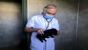 GÜNCELLEME - Kapıkule'de bir otobüste terrier cinsi 23 köpek yavrusu yakalandı