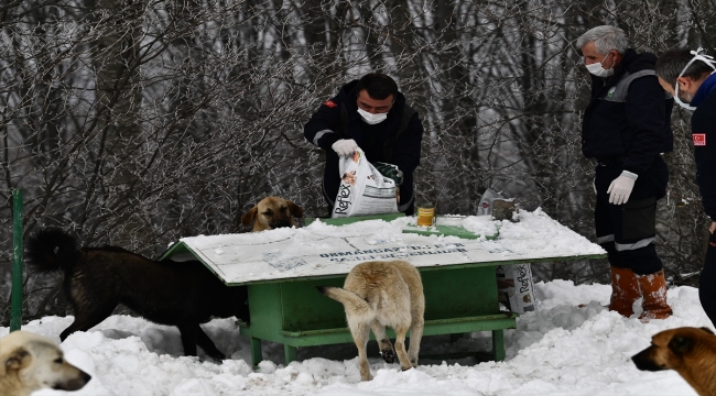 Karla kaplı Uludağ'daki sokak hayvanları besleniyor