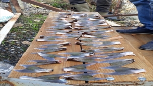 Mersin'de 15 balıkçı 4 bin 66 balon balığı avladı