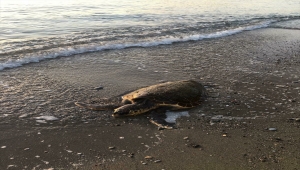 Muğla'da ölü caretta caretta sahile vurdu