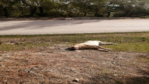 Sakarya'da çoban köpeklerinin zehirlenerek öldürüldüğü iddiası