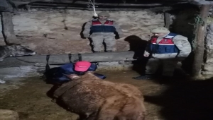 Sivas'ta jandarma ekipleri gebe inek için seferber oldu