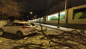 TFF'nin Beylerbeyi Tesisleri'ndeki asırlık çınar ağacı rüzgar nedeniyle devrildi