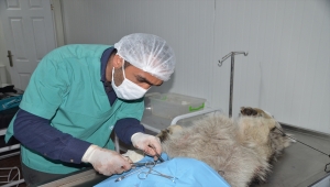 Yüksekova'da ilçe merkezine inen kurt ekipler tarafından yakalandı