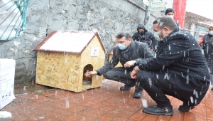 Zonguldak'ta soğuktan etkilenen hayvanlar için yapılan 18 kulübe sokaklara yerleştirildi