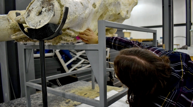Kayseri'de bulunan 7,5 milyon yıllık fil kafatası fosili literatüre girecek