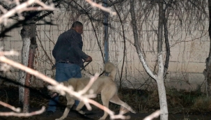 Kayseri'de komşusunun köpeğinin saldırısına uğrayan kişi yaralandı