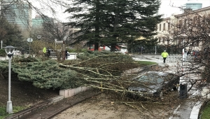 TBMM yerleşkesindeki bir ağaca yıldırım isabet etti