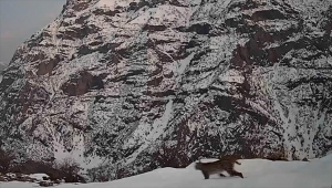 Tunceli'de nesli tükenme tehlikesindeki vaşak fotokapanla görüntülendi