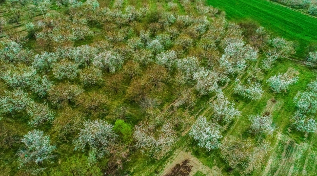 Afyonkarahisar'da çiçeklenen kiraz ağaçları güzelliğiyle göz kamaştırıyor