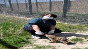 Afyonkarahisar'da üniversite öğrencileri kırsalda bulunan yaban domuzu yavrusunu biberonla besliyor