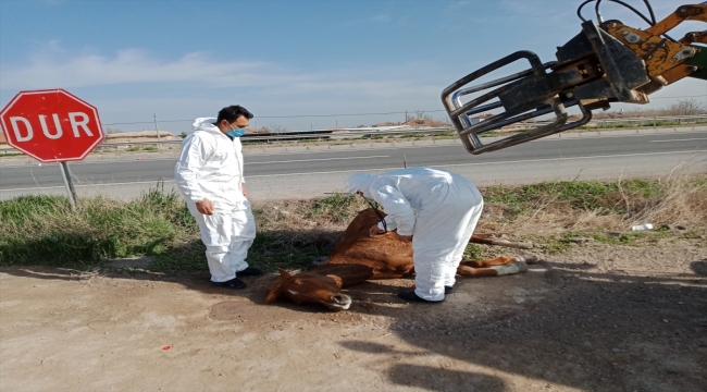Aksaray'da otomobilin çarpmasıyla yaralanan at, hayvansever vatandaşın çabasıyla kurtarıldı
