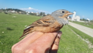 Antalya'daki kuş istasyonunda Prag ve Brüksel'de halkalanmış akgerdanlı ötleğenler yakalandı