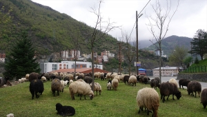 Artvin'de yaklaşık iki ay sürecek yayla göçleri başladı