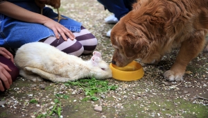 Aydın'da iki hayvansever, yaralıyken sahiplenip hayata bağladıkları tavşan "Zulu"nun hikayesini anlattı