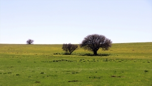 Baharın müjdecisi çiçekler Ağrı'da görsel şölen sunuyor