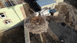 "Baharın müjdecisi" leylekler Ağrı'ya gelmeye başladı